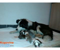 Border koli - Fotografija 5/6