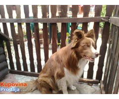 Border koli - Fotografija 6/6