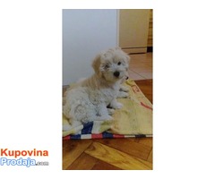 Coton de Tulear štenci - Fotografija 1/5