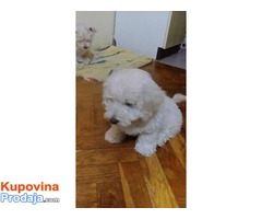 Coton de Tulear štenci - Fotografija 3/5