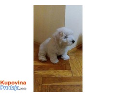 Coton de Tulear štenci - Fotografija 5/5