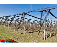 Voćnjak trešnje u punom rodu, 1.5 Ha, Srbobran