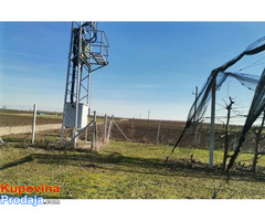 Voćnjak trešnje u punom rodu, 1.5 Ha, Srbobran
