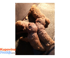 Crvena toy pudla, prelepi štenci - Fotografija 4/6