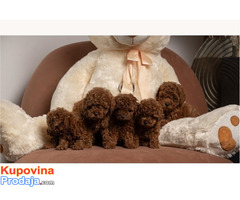 Crvene patuljaste i toy pudle