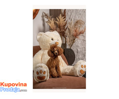 Crvene patuljaste i toy pudle