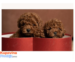 Crvene patuljaste i toy pudle - Fotografija 3/3