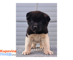 Američka Akita, TOP štenci - Fotografija 3/9