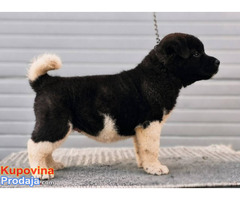 Američka Akita, TOP štenci - Fotografija 4/9