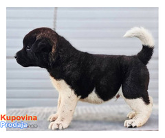 Američka Akita, TOP štenci - Fotografija 5/9