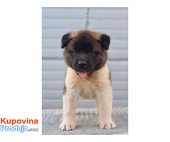 Američka Akita, TOP štenci - Fotografija 6/9