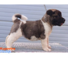 Američka Akita, TOP štenci - Fotografija 7/9