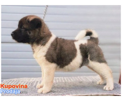 Američka Akita, TOP štenci - Fotografija 8/9