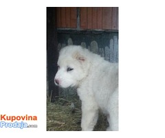 Srednjeazijski ovčar štenci - Fotografija 4/10