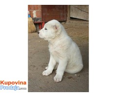 Srednjeazijski ovčar štenci - Fotografija 5/10