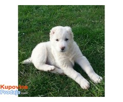 Srednjeazijski ovčar štenci - Fotografija 6/10