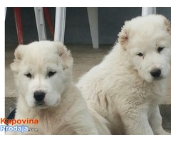 Srednjeazijski ovčar štenci - Fotografija 7/10