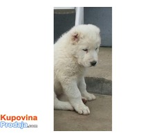 Srednjeazijski ovčar štenci - Fotografija 8/10