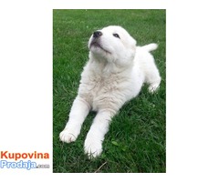 Srednjeazijski ovčar štenci - Fotografija 9/10