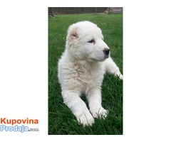 Srednjeazijski ovčar štenci - Fotografija 10/10