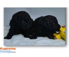 Prodajem prelepe stence patuljaste pudle