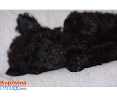 Prodajem prelepe stence patuljaste pudle