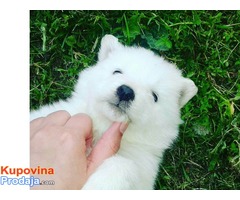 Samojed zenke - Fotografija 1/3