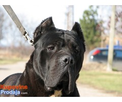 Cane corso muzijak slobodan za parenje - Fotografija 1/5