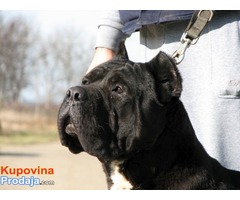 Cane corso muzijak slobodan za parenje - Fotografija 2/5