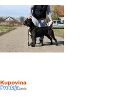 Cane corso muzijak slobodan za parenje - Fotografija 4/5