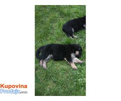 Štenci nemačkog ovčara - Fotografija 5/5