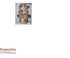 Micelijum seme gljive bukovace,shitake,sampinjona - Fotografija 2/3