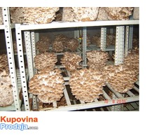 Micelijum seme gljive bukovace,shitake,sampinjona - Fotografija 3/3