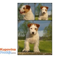 Jack russell terrier spreman za parenje