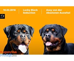 Rotvajler stenci na prodaju