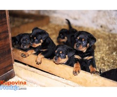 Rotvajler stenci na prodaju