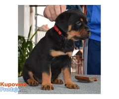 Rotvajler stenci na prodaju