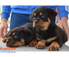 Rotvajler stenci na prodaju - Fotografija 4/5