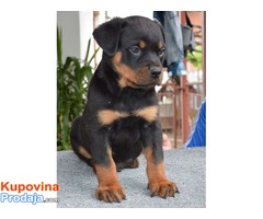 Rotvajler stenci na prodaju - Fotografija 5/5