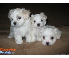 maltezer