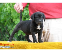 Cane corso - Fotografija 1/8