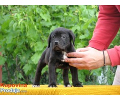 Cane corso - Fotografija 2/8