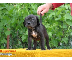 Cane corso - Fotografija 3/8