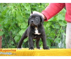 Cane corso - Fotografija 4/8