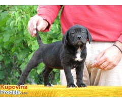 Cane corso - Fotografija 5/8