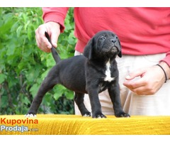 Cane corso - Fotografija 6/8