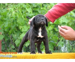 Cane corso - Fotografija 7/8