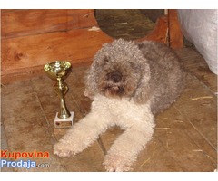 LAGOTO ROMAGNOLO - iskusna, radna zenka