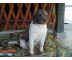 LAGOTO ROMAGNOLO - iskusna, radna zenka