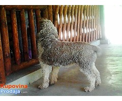 LAGOTO ROMAGNOLO - iskusna, radna zenka